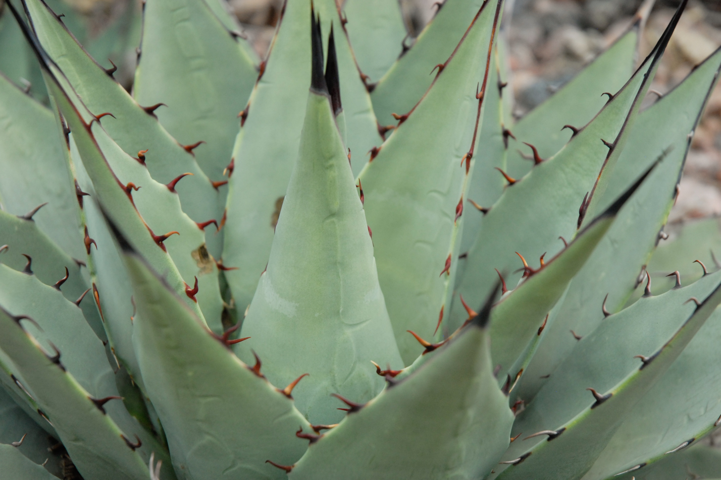 Colorado Springs Utilities Xeriscaping - Parry's Agave